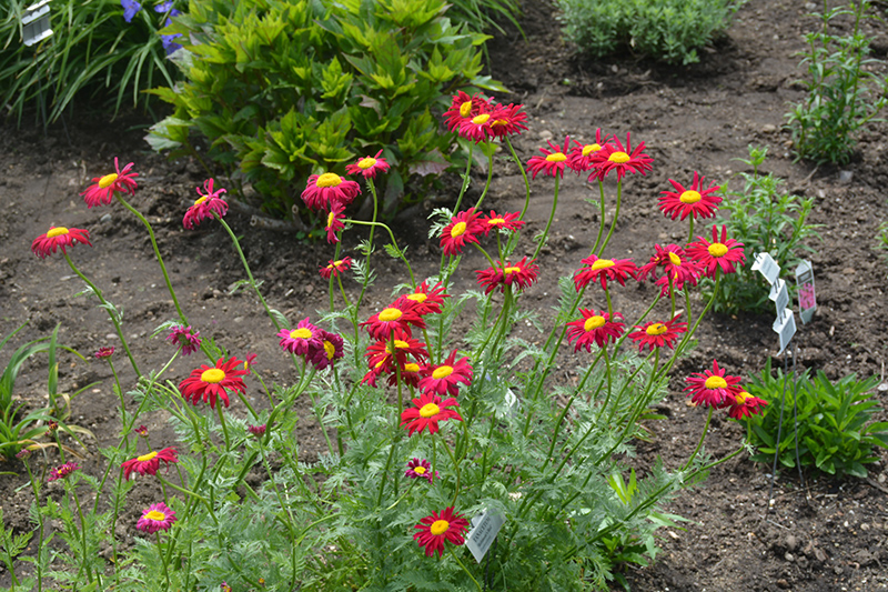 Robinson's Red Painted Daisy (Tanacetum coccineum 'Robinson's Red') at Sargent's Gardens