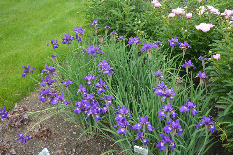 Ruffled Velvet Iris (Iris sibirica 'Ruffled Velvet') at Sargent's Gardens