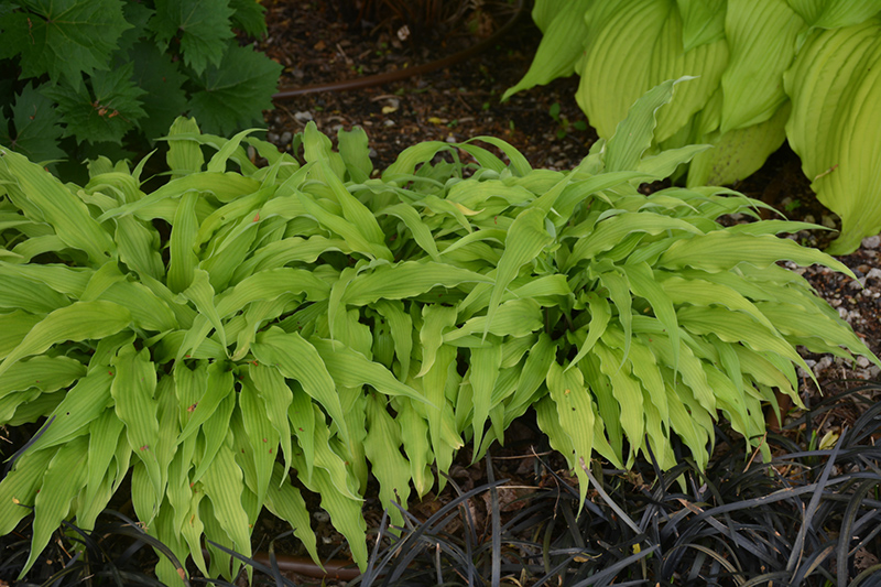 Curly Fries Hosta (Hosta 'Curly Fries') at Sargent's Gardens