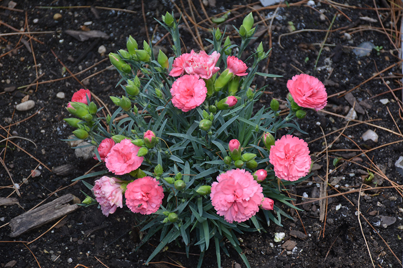 Fruit Punch Classic Coral Pinks (Dianthus 'Classic Coral') at Sargent's Gardens