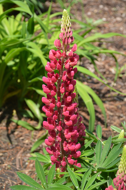 Mini Gallery Red Lupine (Lupinus 'Mini Gallery Red') at Sargent's Gardens