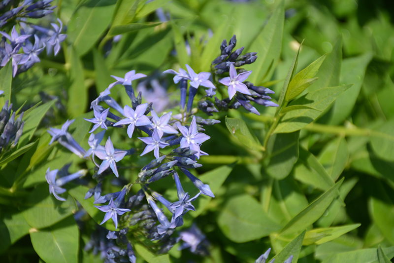 Blue Ice Star Flower (Amsonia tabernaemontana 'Blue Ice') at Sargent's Gardens