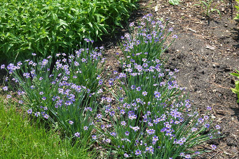 Lucerne Blue-Eyed Grass (Sisyrinchium angustifolium 'Lucerne') at Sargent's Gardens