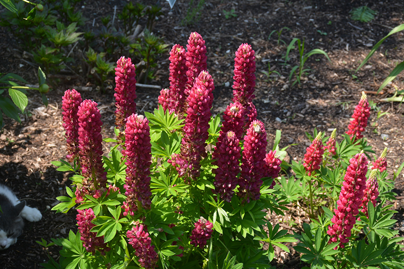 Mini Gallery Red Lupine (Lupinus 'Mini Gallery Red') at Sargent's Gardens