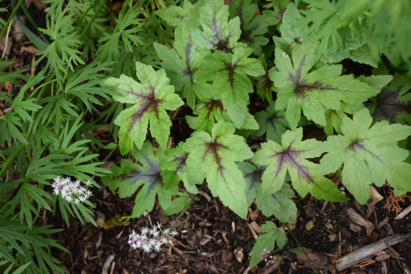 Sugar And Spice Foamflower (Tiarella 'Sugar And Spice') at Sargent's Gardens