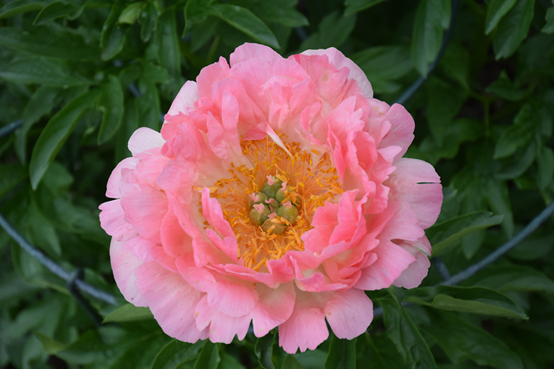 Coral Sunset Peony (Paeonia 'Coral Sunset') at Sargent's Gardens