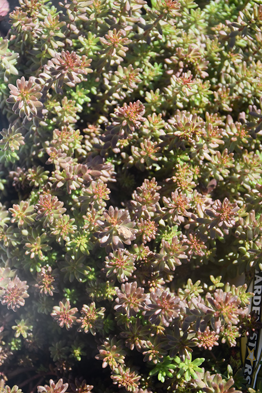 Coral Carpet Stonecrop (Sedum album 'Coral Carpet') at Sargent's Gardens