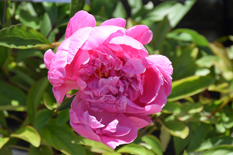 Dr. Alexander Fleming Peony (Paeonia 'Dr. Alexander Fleming') at Sargent's Gardens