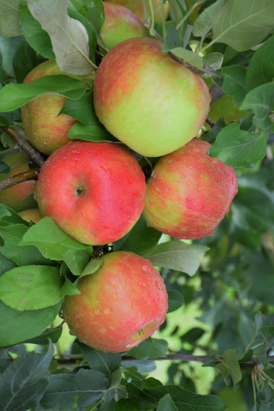 Honeycrisp Apple (Malus 'Honeycrisp') at Sargent's Gardens