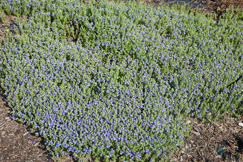 Tidal Pool Speedwell (Veronica 'Tidal Pool') at Sargent's Gardens