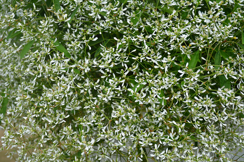 Diamond Frost Euphorbia (Euphorbia 'INNEUPHDIA') at Sargent's Gardens