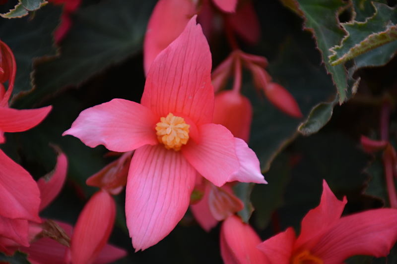 Bossa Nova Pink Glow Begonia (Begonia boliviensis 'Bossa Nova Pink Glow') at Sargent's Gardens
