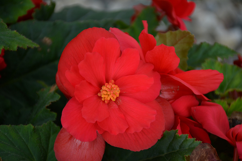 Nonstop Red Begonia (Begonia 'Nonstop Red') at Sargent's Gardens
