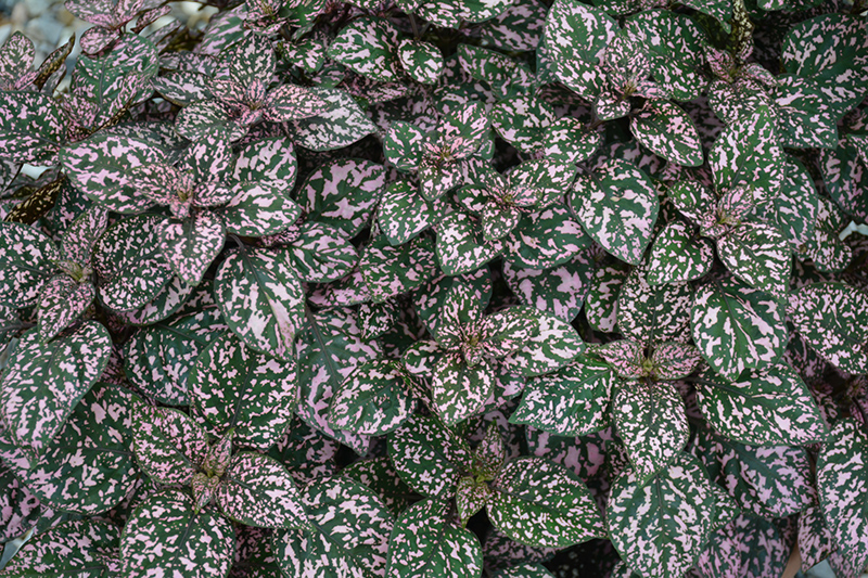 Hippo Pink Polka Dot Plant (Hypoestes phyllostachya 'Hippo Pink') at Sargent's Gardens