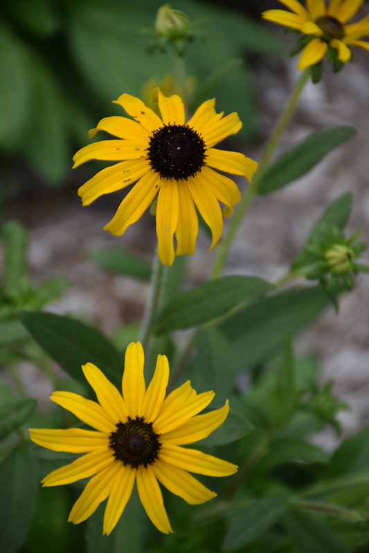 American Gold Rush Coneflower (Rudbeckia 'American Gold Rush') at Sargent's Gardens