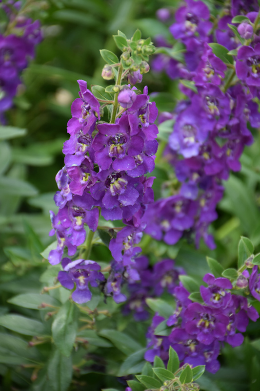 Angelface Blue Angelonia (Angelonia angustifolia 'ANBLU140') at Sargent's Gardens
