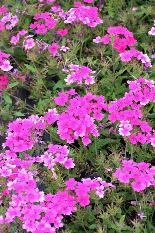 Superbena Pink Shades Verbena (Verbena 'USBENAL20') at Sargent's Gardens