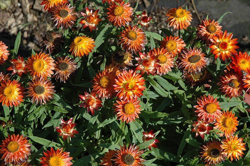 Sundaze Blaze Strawflower (Bracteantha bracteata 'Sundaze Blaze') at Sargent's Gardens