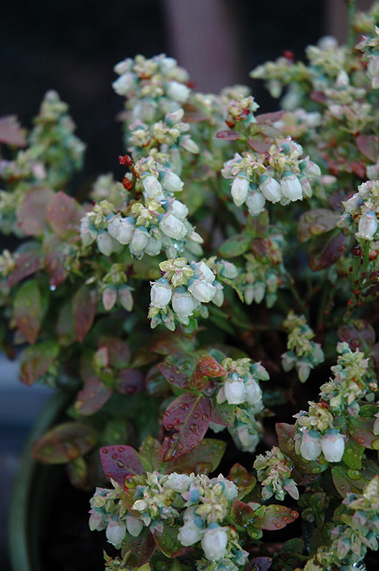 Jelly Bean Blueberry (Vaccinium 'ZF06-179') at Sargent's Gardens