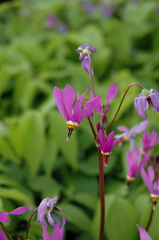 Aphrodite Shooting Star (Dodecatheon 'Aphrodite') at Sargent's Gardens