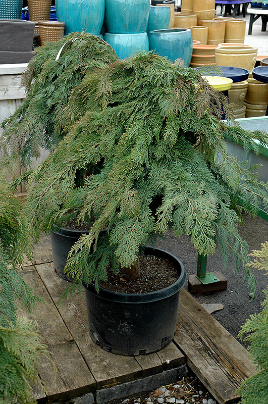 Russian Cypress (tree form) (Microbiota decussata '(tree form)') at Sargent's Gardens