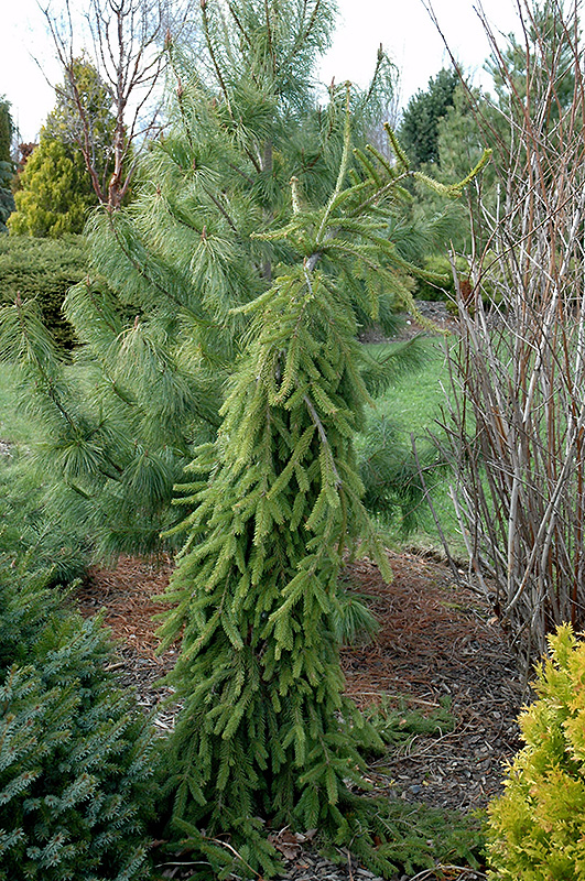 Frohburg Norway Spruce (Picea abies 'Frohburg') at Sargent's Gardens