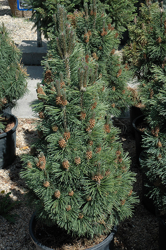 Columnar Mugo Pine (Pinus mugo 'Columnaris') at Sargent's Gardens