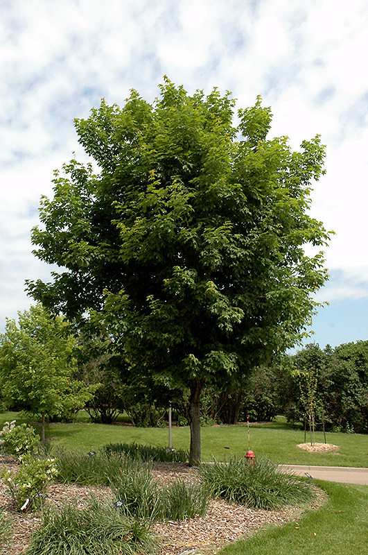 Sugar Maple (Acer saccharum) at Sargent's Gardens