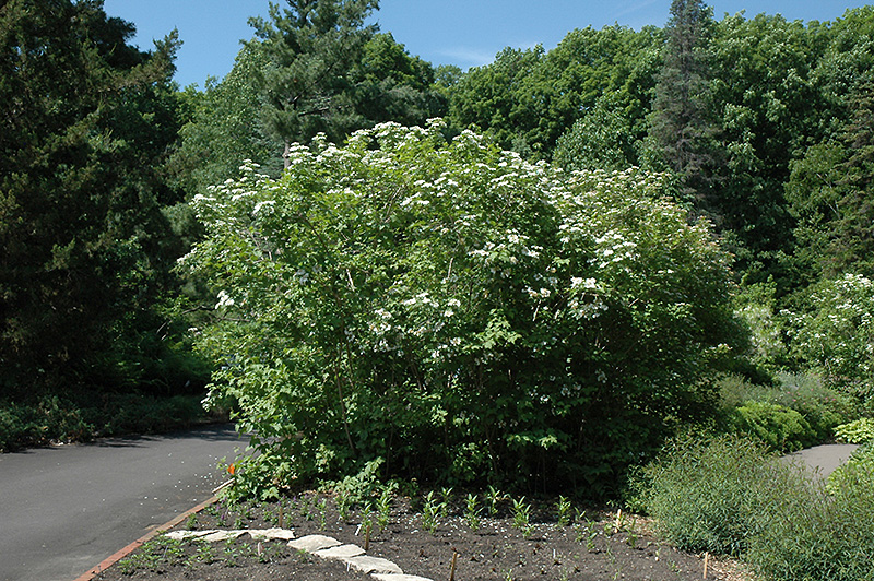 Wentworth Highbush Cranberry (Viburnum trilobum 'Wentworth') at Sargent's Gardens