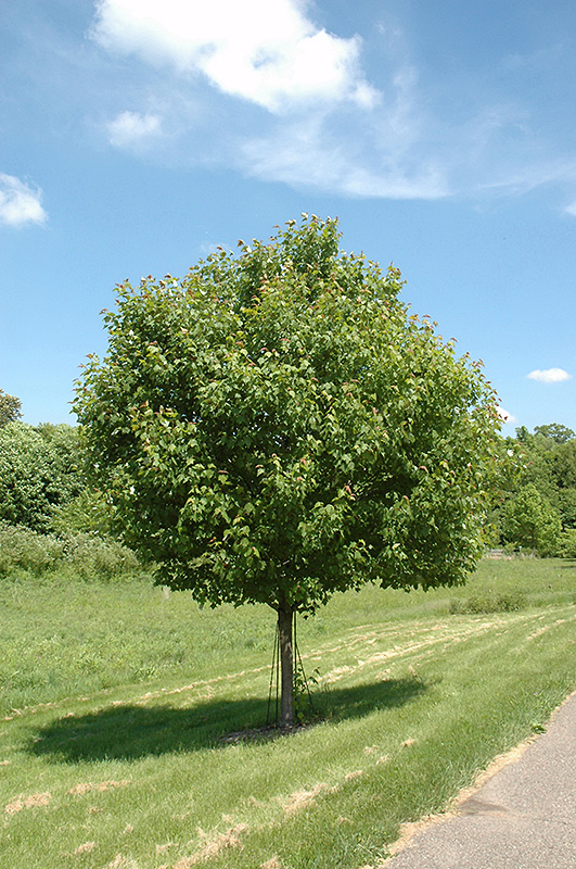 Northwood Red Maple (Acer rubrum 'Northwood') at Sargent's Gardens