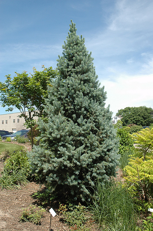 Upright Colorado Spruce (Picea pungens 'Fastigiata') at Sargent's Gardens