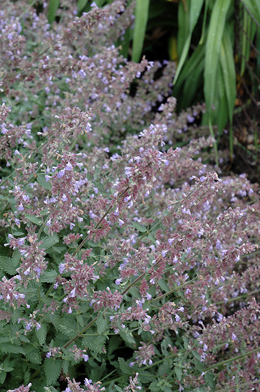 Cat's Meow Catmint (Nepeta x faassenii 'Cat's Meow') at Sargent's Gardens