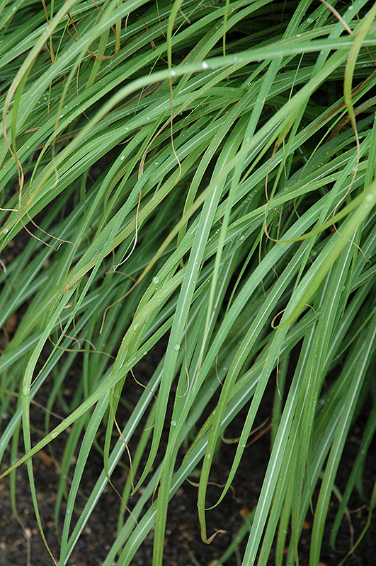 Huron Sunrise Maiden Grass (Miscanthus sinensis 'Huron Sunrise') at Sargent's Gardens