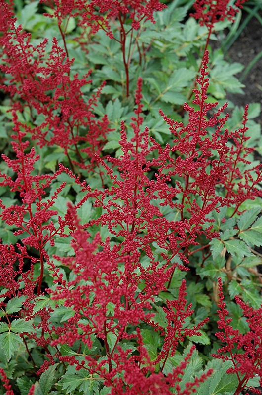Red Sentinel Astilbe (Astilbe x arendsii 'Red Sentinel') at Sargent's Gardens