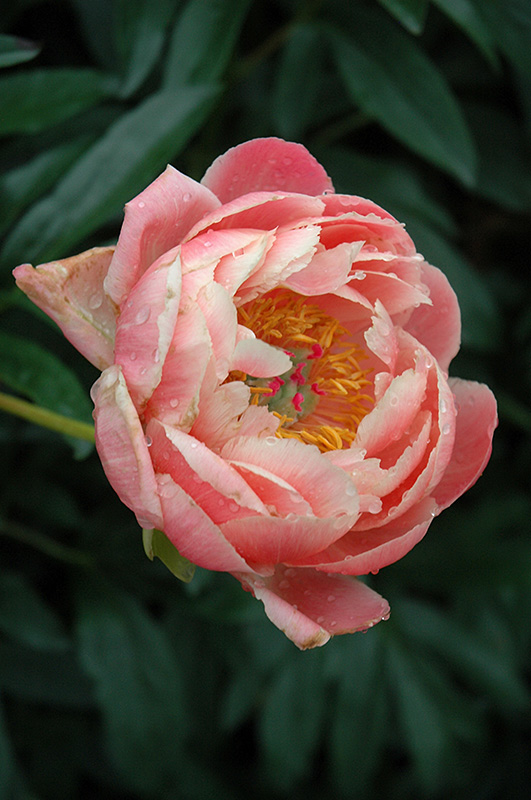 Coral Charm Peony (Paeonia 'Coral Charm') at Sargent's Gardens