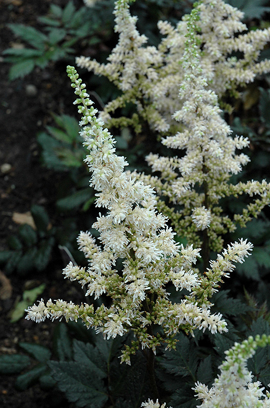 Visions in White Chinese Astilbe (Astilbe chinensis 'Visions in White') at Sargent's Gardens