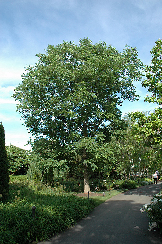 Espresso Kentucky Coffeetree (Gymnocladus dioicus 'Espresso-JFS') at Sargent's Gardens