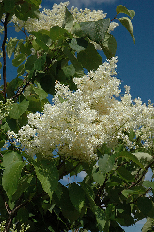 Ivory Silk Tree Lilac (tree form) (Syringa reticulata 'Ivory Silk (tree form)') at Sargent's Gardens