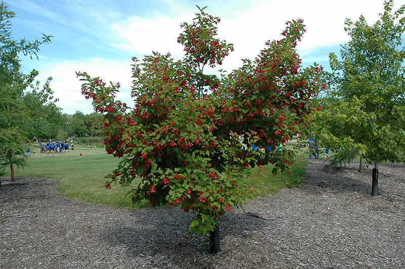 Hot Wings Tatarian Maple (Acer tataricum 'GarAnn') at Sargent's Gardens