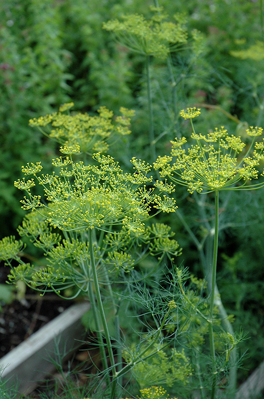 Dill (Anethum graveolens) at Sargent's Gardens
