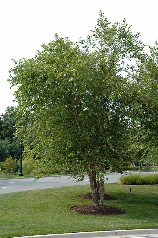 River Birch (clump) (Betula nigra '(clump)') at Sargent's Gardens