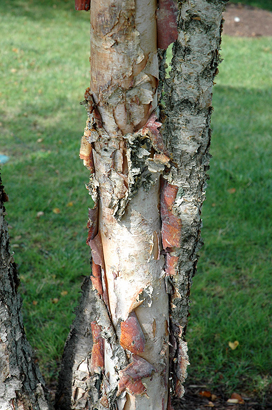 Heritage River Birch (clump) (Betula nigra 'Heritage (clump)') at Sargent's Gardens
