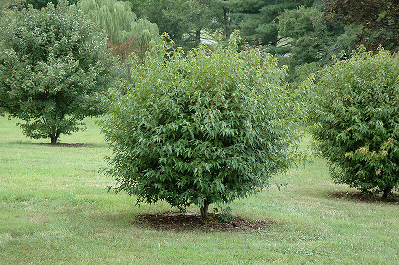 Compact Amur Maple (Acer ginnala 'Compactum') at Sargent's Gardens