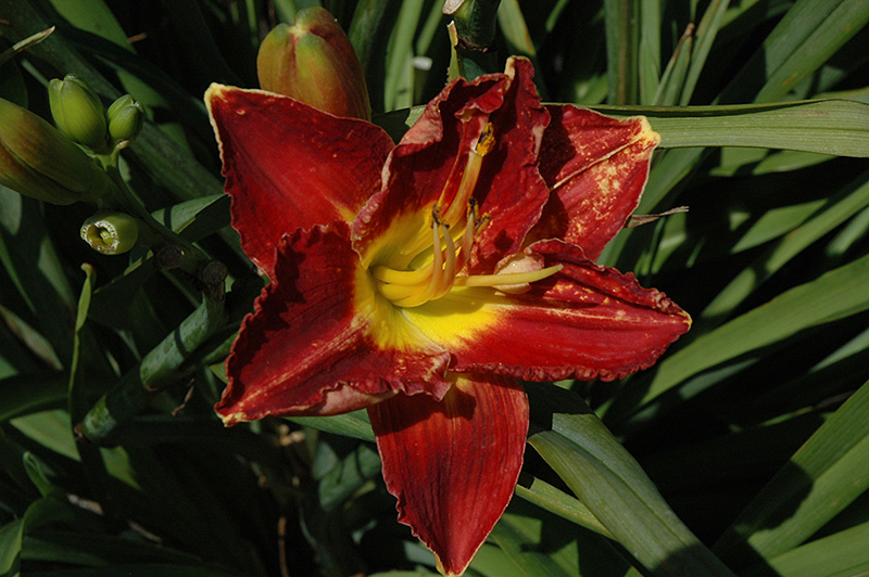 Passion For Red Daylily (Hemerocallis 'Passion For Red') at Sargent's Gardens