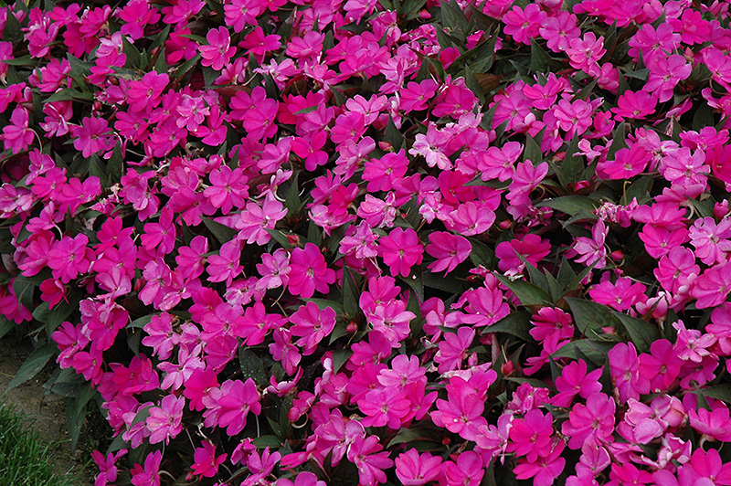 SunPatiens Compact Lilac New Guinea Impatiens (Impatiens 'SunPatiens Compact Lilac') at Sargent's Gardens