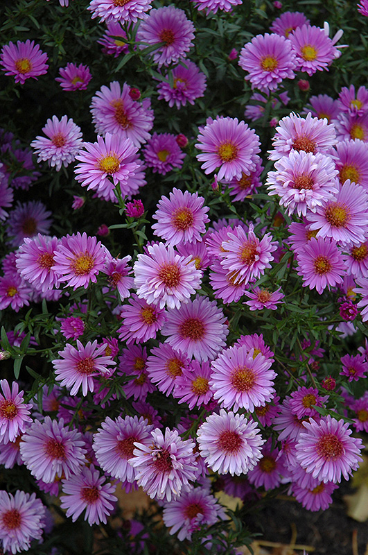 Purple Dome Aster (Aster novae-angliae 'Purple Dome') at Sargent's Gardens