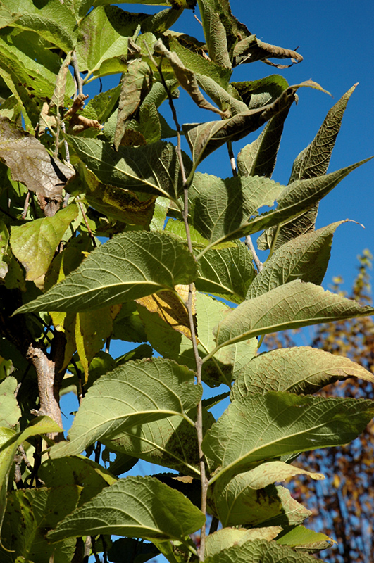 Prairie Sentinel Hackberry (Celtis occidentalis 'JFS-KSU1') at Sargent's Gardens