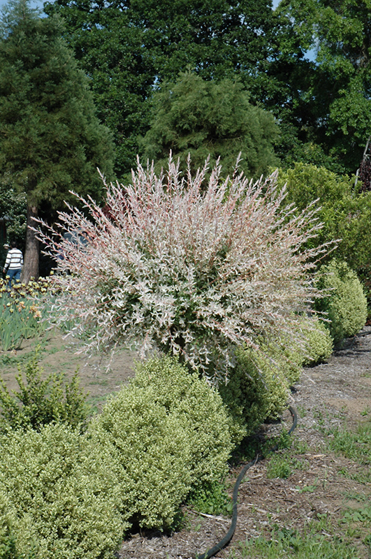 Tricolor Willow (tree form) (Salix integra 'Hakuro Nishiki (tree form)') at Sargent's Gardens