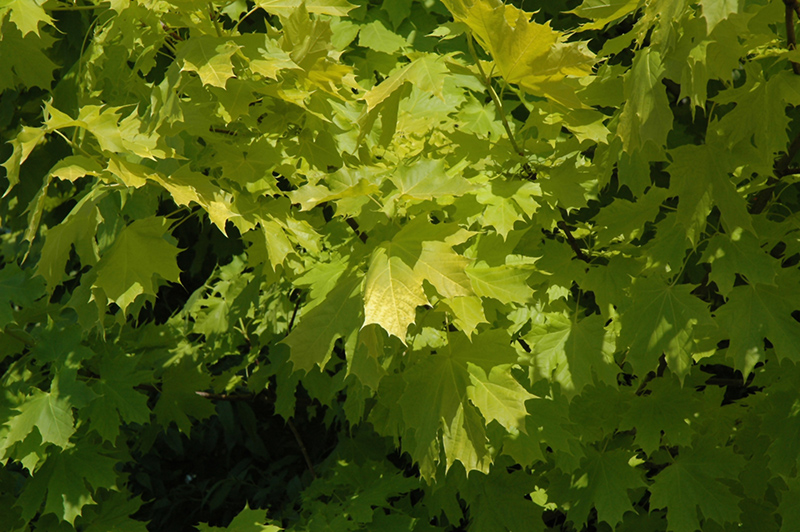 Princeton Gold Maple (Acer platanoides 'Princeton Gold') at Sargent's Gardens