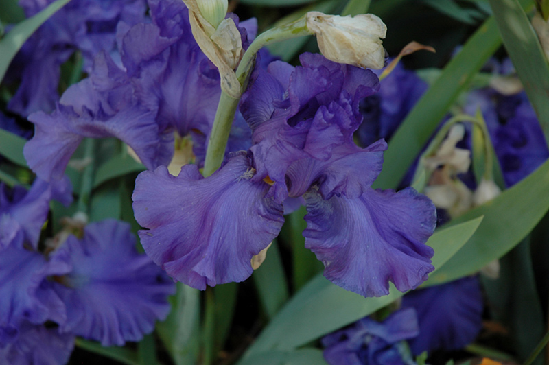 Breakers Iris (Iris 'Breakers') at Sargent's Gardens